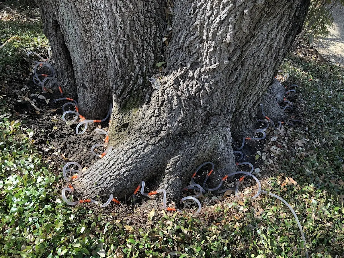 Detailed Tree Cabling and Bracing job site in South Lebanon
